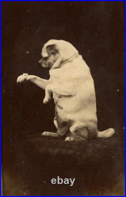 19Th Rare Antique Beautiful CDV Photograph of Sweet Dog 1870s