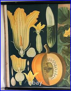 A Rare Beautiful Original Vintage Botanical Chart Of A Pumpkin Plant Circa 1950