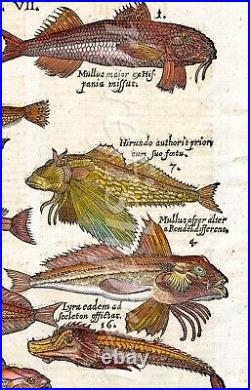 Aldrovandi Rare Woodcut Engraving 1647 Beautiful Gurnards/sea Robins/triglidae