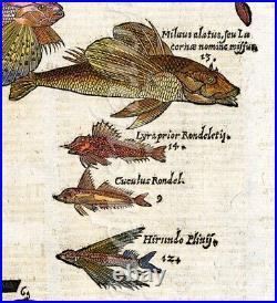 Aldrovandi Rare Woodcut Engraving 1647 Beautiful Gurnards/sea Robins/triglidae