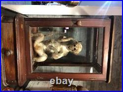 Antique Rare Taxidermy Monkey in a beautiful case