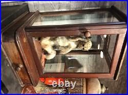 Antique Rare Taxidermy Monkey in a beautiful case