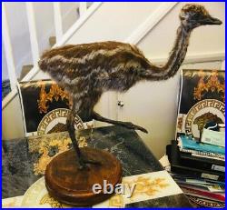 Antique Rare Taxidermy Young Emu Bird / beautiful piece