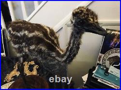 Antique Rare Taxidermy Young Emu Bird / beautiful piece