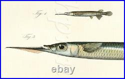 Bleeker Fishes Indo Pacific Ocean Beautiful Original Chromolithograph 1862-72