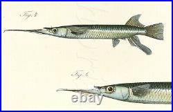 Bleeker Fishes Indo Pacific Ocean Beautiful Original Chromolithograph 1862-72