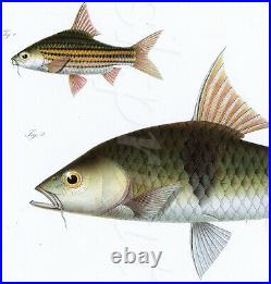 Bleeker Fishes Indo Pacific Original Hampala Barb Chromolithograph Folio 1862-72