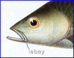 Bleeker Fishes Indo Pacific Original Hampala Barb Chromolithograph Folio 1862-72