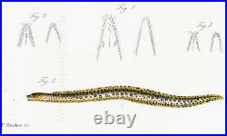 Bleeker Moray Eels Indo Pacific Beautiful Original Chromolithograph 1862-72
