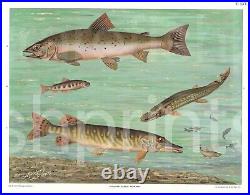 Hartinger Fish Wall Hanging Very Rare Large Original Salmon & Pike Lithograph