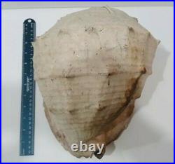 Large Antique Conch Shell Beautiful Decor Bring the ocean to you Ultra Rare Size