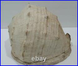 Large Antique Conch Shell Beautiful Decor Bring the ocean to you Ultra Rare Size
