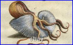 Octopus Paper Nautilus Rare Beautiful Copperplate Engraving Dezallier 1772