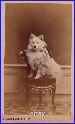 Rare Antique Beautiful CDV Photograph of Sweet Dog c. 1870s