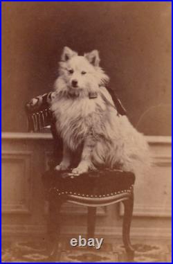 Rare Antique Beautiful CDV Photograph of Sweet Dog c. 1870s