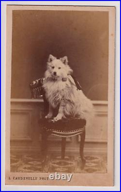 Rare Antique Beautiful CDV Photograph of Sweet Dog c. 1870s